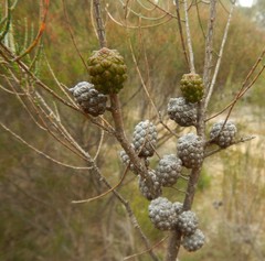 Allocasuarina muelleriana
