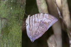 Zeuxidia amethystus