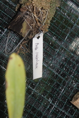 Bulbophyllum kubahense