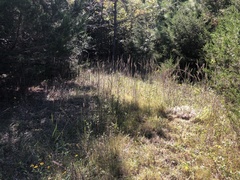 Liatris spicata spicata