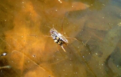 Thermonectus marmoratus