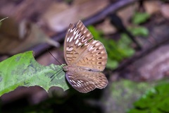 Tanaecia aruna