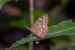 Tanaecia aruna