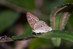 Tanaecia aruna