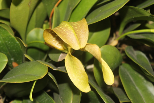 Grand Bulbophyllum