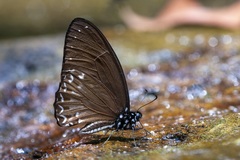 Graphium ramaceus ramaceus