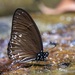 Graphium ramaceus ramaceus - Photo (c) dhfischer, some rights reserved (CC BY-NC), uploaded by dhfischer