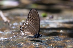 Graphium ramaceus ramaceus