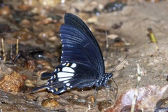 Papilio prexaspes