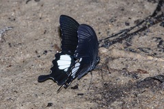 Papilio prexaspes