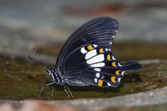 Papilio prexaspes
