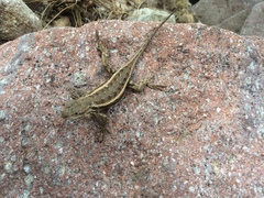 Sceloporus virgatus