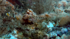 Artedius harringtoni