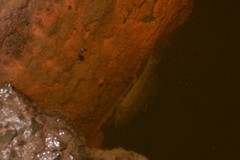 Gobiomorphus australis