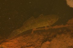 Gobiomorphus australis