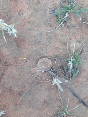 Portacosa cinerea