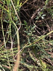 Dalea candida candida