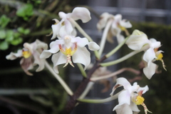 Paraphalaenopsis serpentilingua