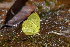Eurema hecabe latilimbata