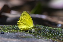 Eurema tominia