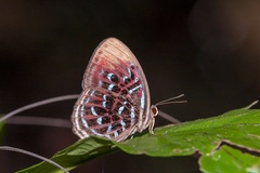 Paralaxita damajanti