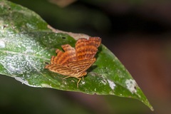 Zemeros emesoides