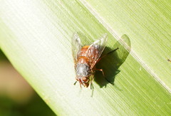 Calliphora nigrithorax