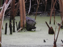 Ondatra zibethicus