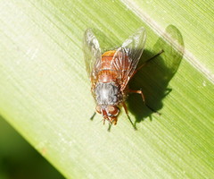 Calliphora nigrithorax