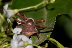 Thomisus spectabilis