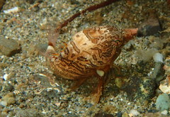 Rhamphocottus richardsonii