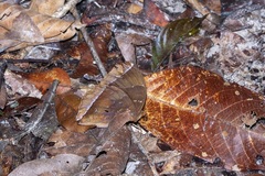 Thaumantis noureddin