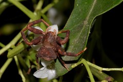 Thomisus spectabilis