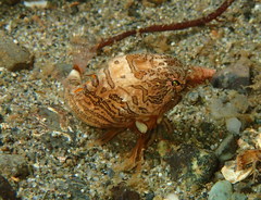 Rhamphocottus richardsonii