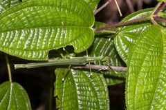 Paradiacantha acanthocephala