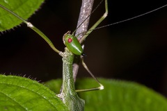 Paradiacantha acanthocephala