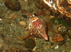 Rhamphocottus richardsonii