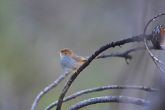Cisticola fulvicapilla