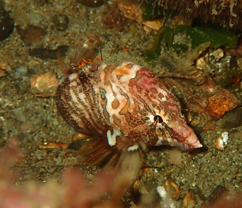 Grunt Sculpin