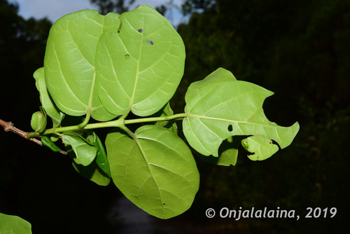 Premna serratifolia image