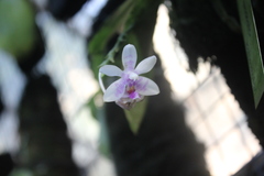 Phalaenopsis modesta