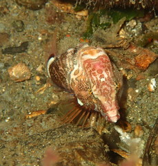 Rhamphocottus richardsonii