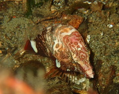 Rhamphocottus richardsonii