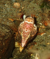 Rhamphocottus richardsonii