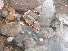 Lampropeltis pyromelana