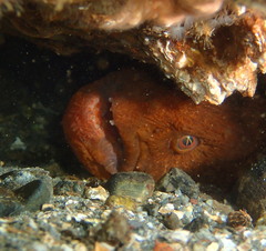 Anarrhichthys ocellatus