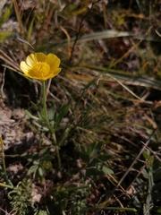 Ranunculus pedatifidus