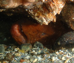 Anarrhichthys ocellatus