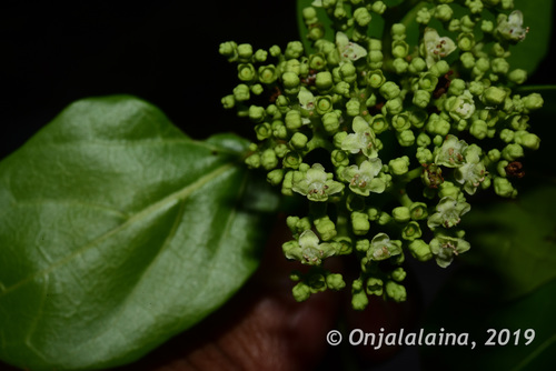 Premna serratifolia image