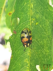 Ogdoecosta biannularis